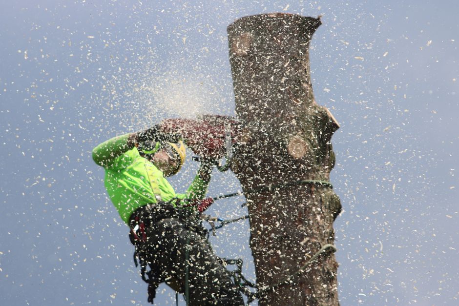 Tree removal